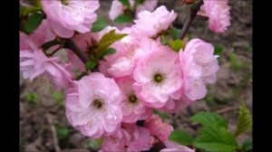 МИНДАЛЬ - исполнение Жанны Вишняковой Арс