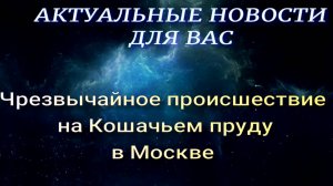 ЧП на Кошачьем преду в Москве