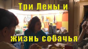 ДЕЛА СОБАЧЬИ/ УЖЕ НАС ТРИ ЛЕНЫ/ 01 декабря 2024 г