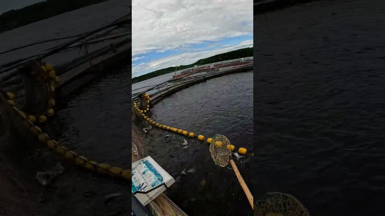 перекидка форели/рыба моей мечты #vikings #godofwar #godofwarragnarok  #fish смотреть онлайн