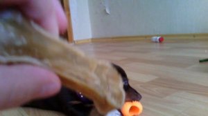 Игрушки  моей собаки