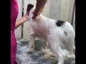 Тримминг джек-рассел-терьера