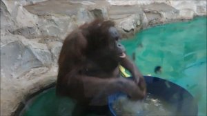 Орангутан Мишель занимается стиркой 04.12.2024