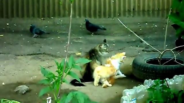 Смешное видео.Забавные зверята.