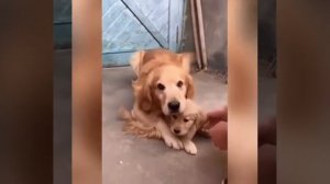 Мама собака защищает милого щенка