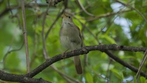 Песня Западного соловья (Южного соловья, Common nightingale, Luscinia megarhynchos)
