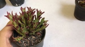 Huge rare succulent haul ! ll INDIAN succulent collector.