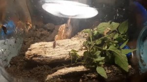 Фармикарий своими руками