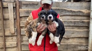 +79157787787. Кобели,2 тигра+2 черных.От Фаер*Байра.Щенки 1 мес.БУЛЬДОЗЕР,ТОПАЗ линии.САО/алабай.РК