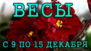 ВЕСЫ таро прогноз на неделю с 9 по 15 ДЕКАБРЯ 2024 года.