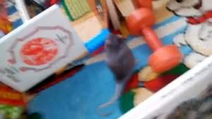 Лабиринт для крыс№2