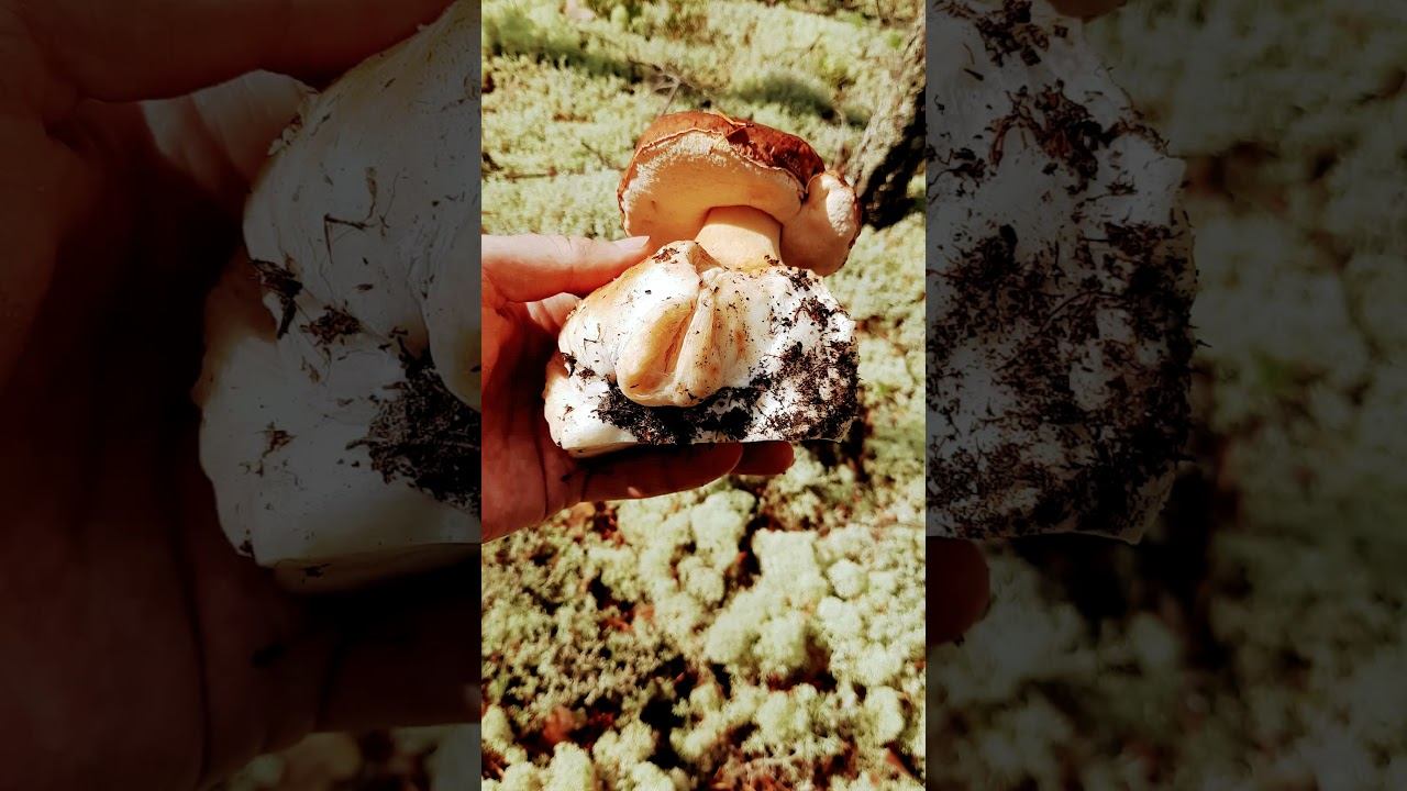 Гриб мутант. Странный гриб смотреть онлайн