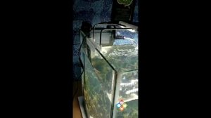 Sunsun HBL 803 Hang on filter - www.easypets.in