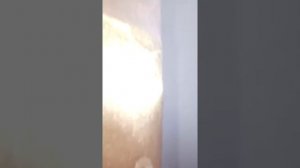 Кот поднимает руки верх