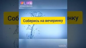 выбирашки собаки