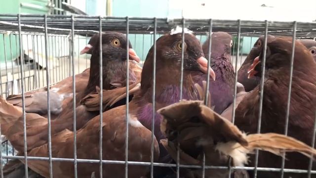 Choáng Với Bồ Câu Gà Mỹ Siêu To Khổng Lồ, Loại Chim To Nhất Hiện Nay | Nông dân làm giàu смотреть онлайн