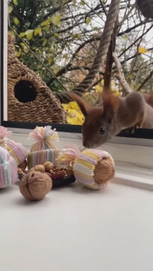 ВИДЕОЗАЛИПАЛКА животные_8