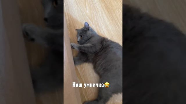 Без кота жизнь не та/Умный кот/#кошки.#коты.#кот.#умныйкот.
