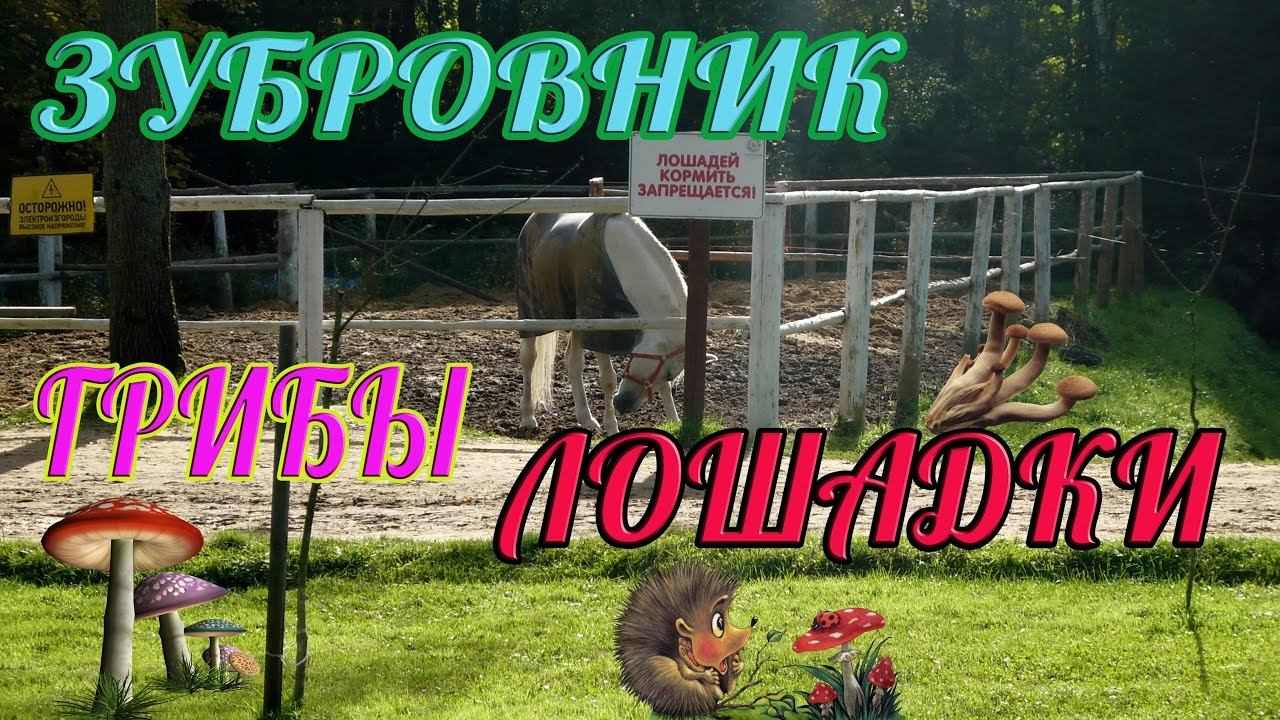 ГРИБЫI Лошадки I Зубровник