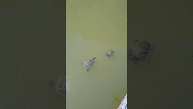 Дендрарий в Сочи!  сочи адлер природа отдых птицы