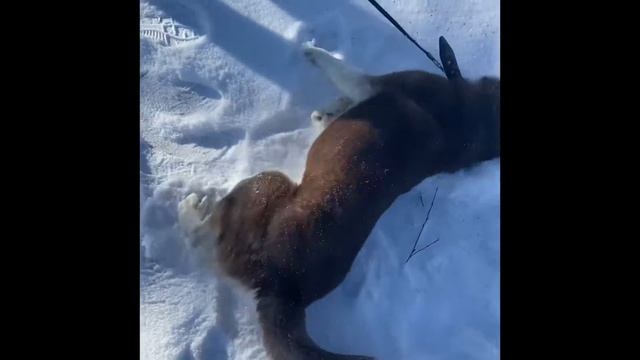 Хаски+снег=кайф! смотреть онлайн