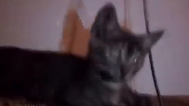 Кот после клуба смотреть онлайн