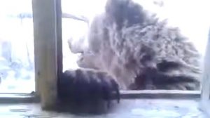 Медведь залез в избушку
