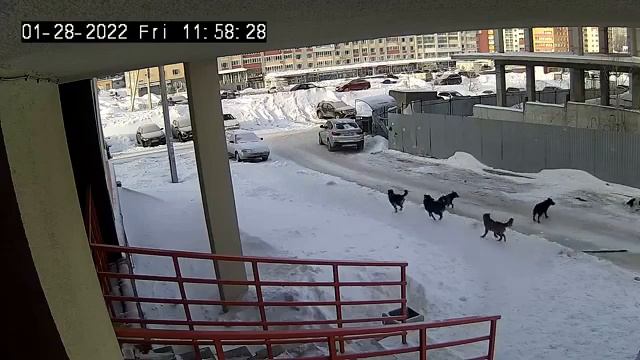 Стая бродячих собак напала на ребенка в Уфе смотреть онлайн