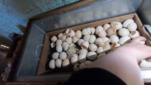 Инкубация бройлеров.