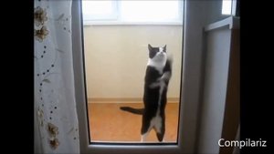 Танцующие кошки и коты, подборка под музыку