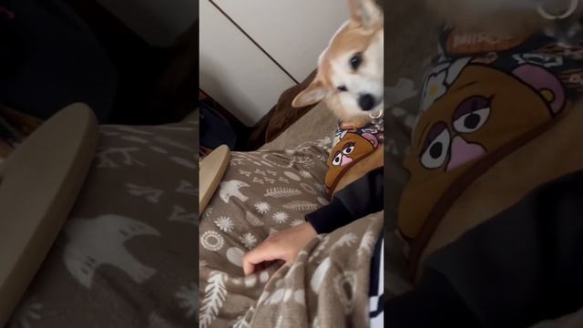 飼い主の腕返して〜🤣このやりとり、たまらん❤️❤️ #ぱんちゃん #コーギー #コーギー大好き #わんこ #犬のいる暮らし #dog #いぬすたぐらむ #いぬのいる生活 #こーぎー #dog смотреть онлайн