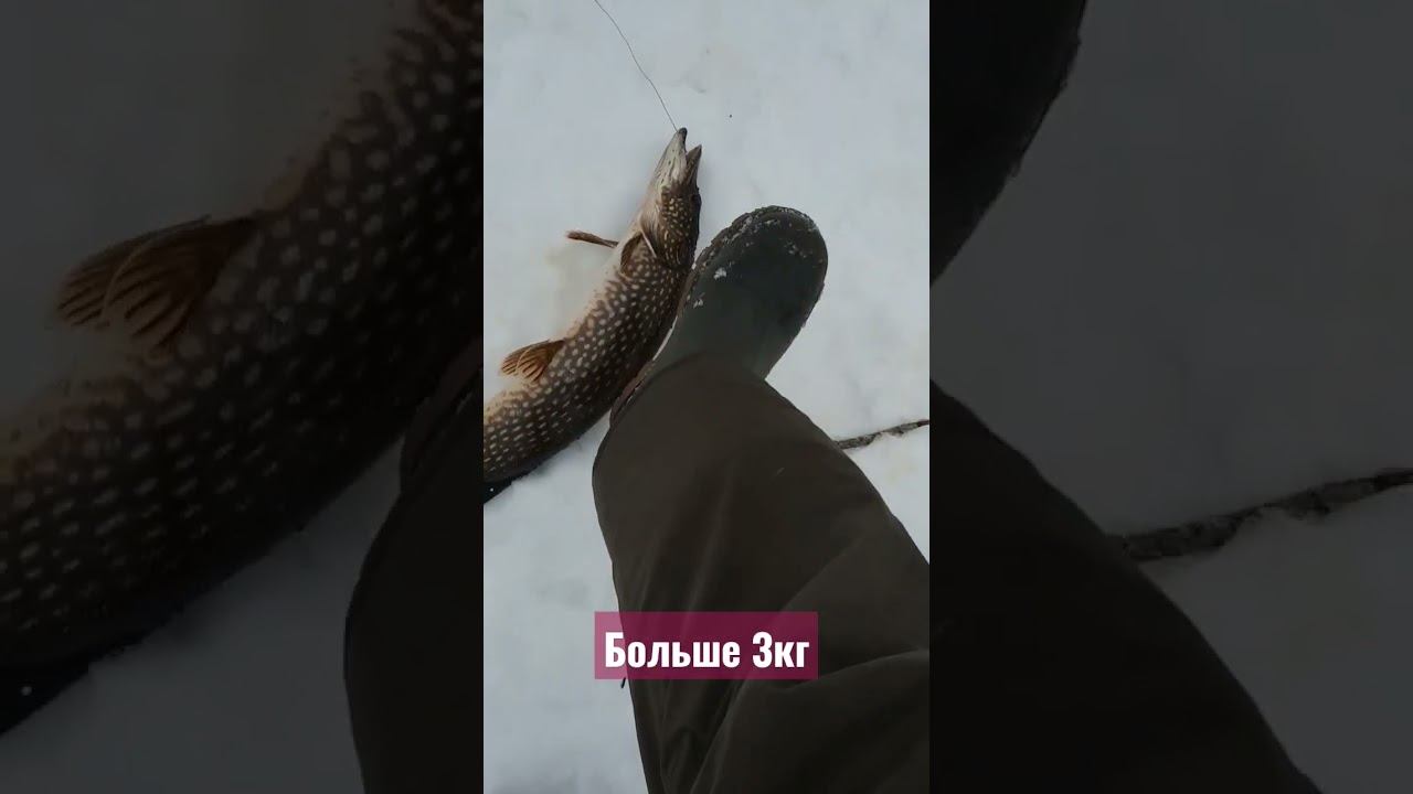 щука весом более 3х кило попалась на жерлицу #shorts #fishing #щука #рыбалка смотреть онлайн