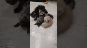 Крысоловы котята крупные) #Моня#Котята