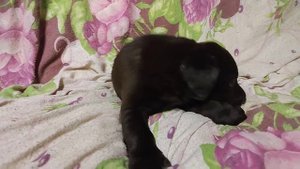 как гавкает щенок лабрадора 1.5мес. how a labrador puppy barks 1.5 months.