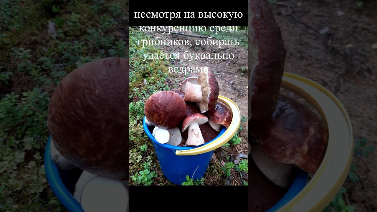 Огромный урожай белых грибов в этом году. Такое бывает раз в 10 лет. Удалось хорошо набрать смотреть онлайн