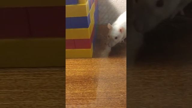 Крыса ест печенье. смотреть онлайн