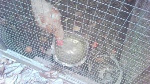 Поение курочки - лайфхак по замёрзшей воде