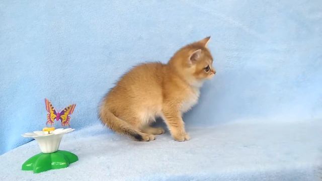 Британские котята,серебристые шиншиллы.Эдди