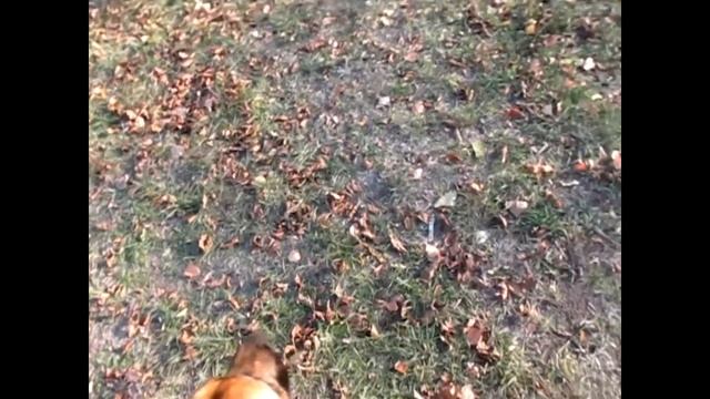 Собака друг человека . смотреть онлайн