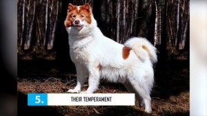 Canadian Eskimo Dog - Top 10 Facts