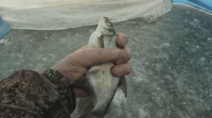 рыбалка 05.12.2024