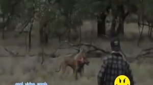 КИНГУРУ vs ЧЕЛОВЕКА 😎😂