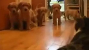 Кошка - терминатор дерется спсами