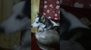 Вой Хаски