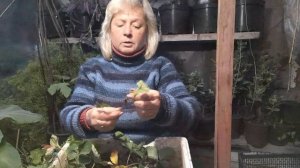 Клубника, укореняю усы и сохраняю до весны.