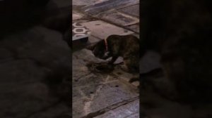 Кот без головы :))