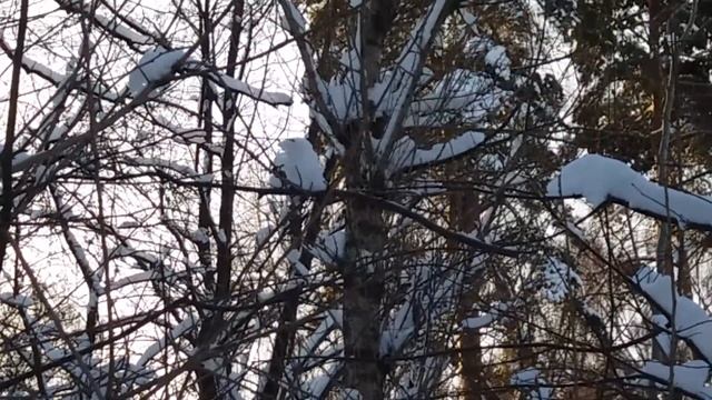 Белка скачет
