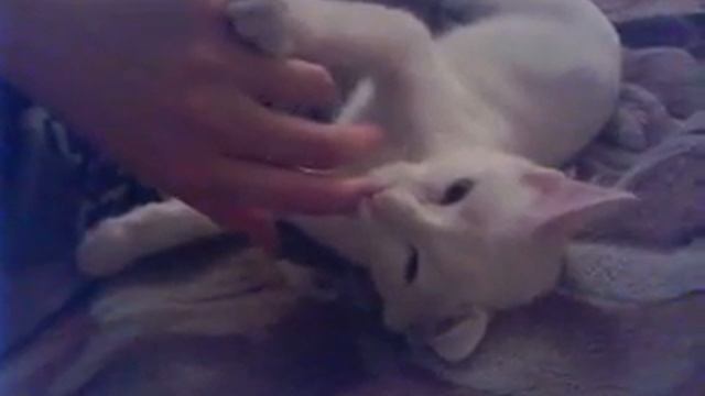 кот Максимка сосет палец смотреть онлайн