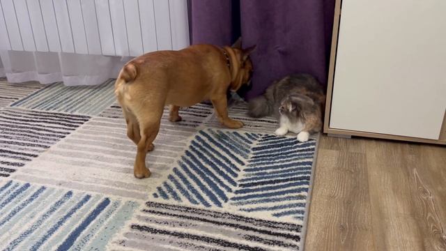 Французский бульдог Рэмик прикольно играет с кошкой Ми-Ми смотреть онлайн