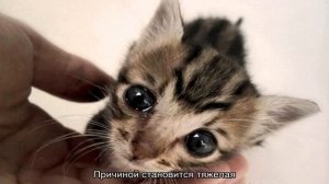 Кот плачет: могут ли рыдать и почему это происходит постоянно